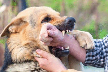 Dog Bite Laws