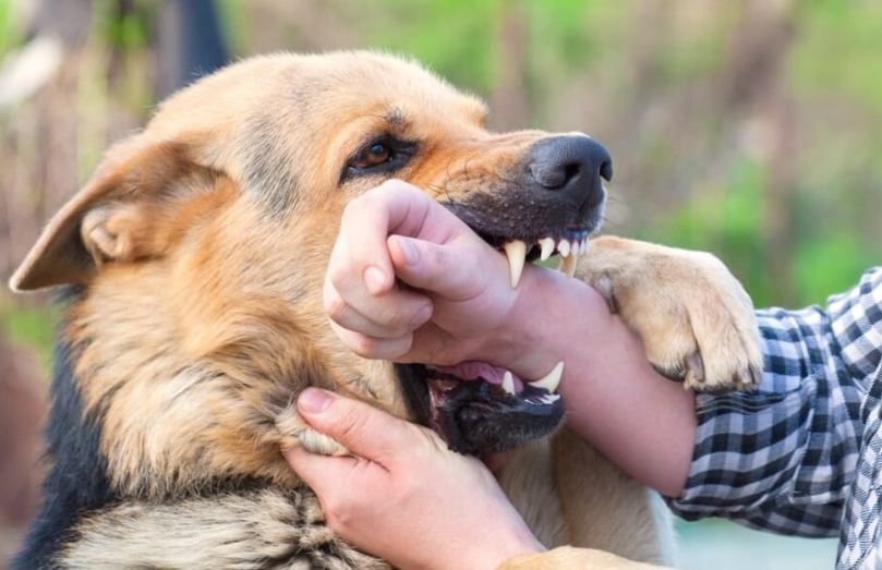 Dog Bite Laws