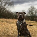 What to Do After a Dog Bite in Louisiana