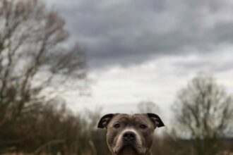 What to Do After a Dog Bite in Louisiana