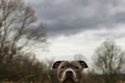 What to Do After a Dog Bite in Louisiana