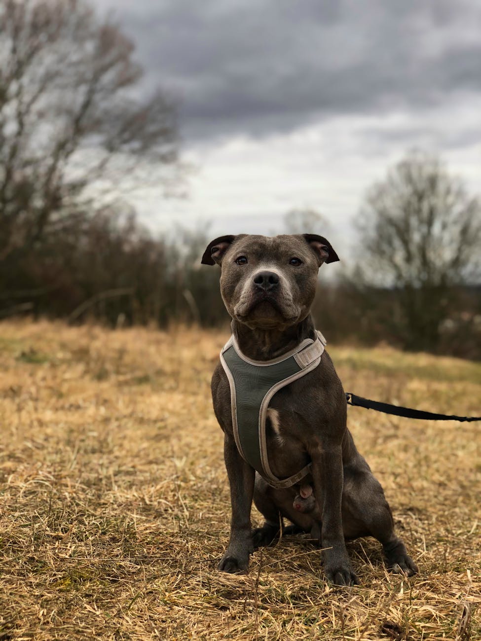 What to Do After a Dog Bite in Louisiana