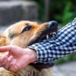 Common Injuries Caused by Dog Attacks and Impact
