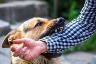 Common Injuries Caused by Dog Attacks and Impact