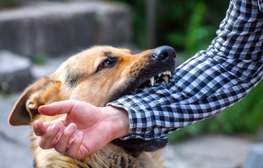 Common Injuries Caused by Dog Attacks and Impact